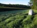 3 Camping by cornfield